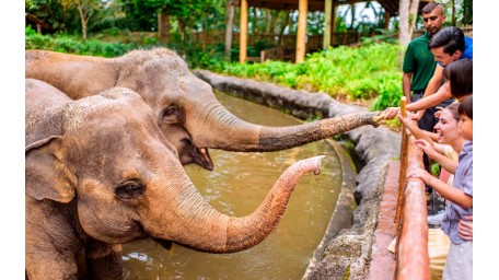 新加坡【日间动物园】成人票   SINGAPORE ZOO Adult  含游园车 